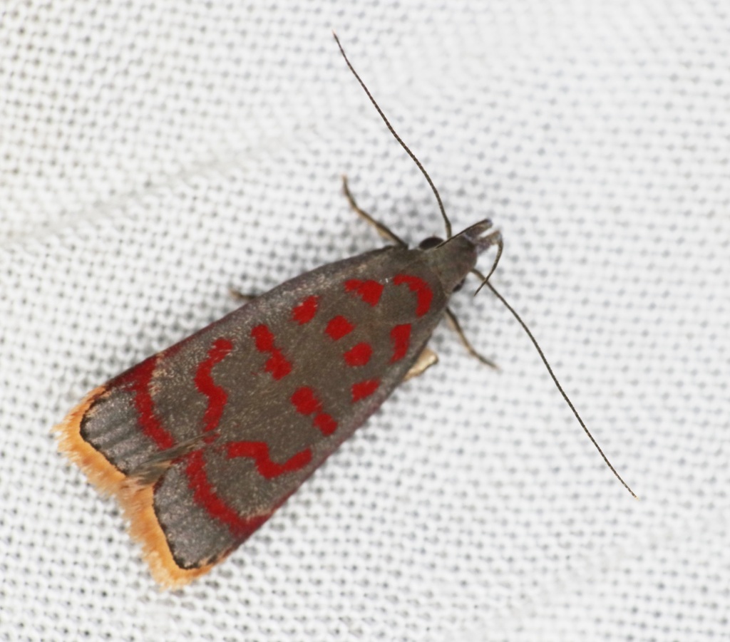 Twirler Moths