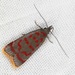 Twirler Moths - Photo (c) sk2, some rights reserved (CC BY-NC), uploaded by sk2