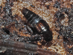 Habrocerus capillaricornis