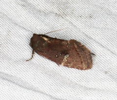 Elusa antennata