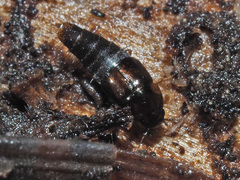 Habrocerus capillaricornis