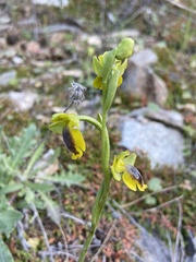 Ophrys lutea phryganae