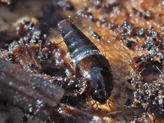 Habrocerus capillaricornis