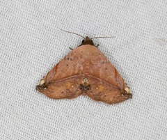 Eublemma abrupta
