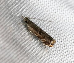 Helcystogramma