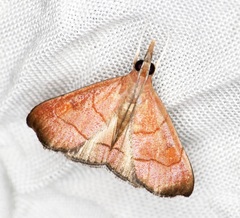 Hemiscopis sanguinea