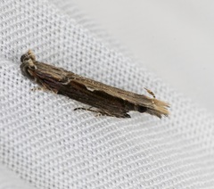 Hypatima spathota