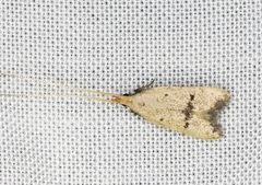 Lecithocera erecta