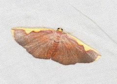 Nothomiza flavicosta