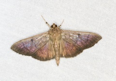Omiodes pernitescens