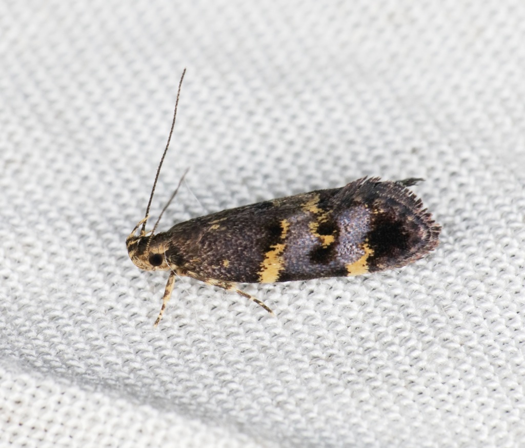 Meleonomini