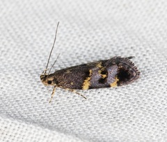 Meleonoma flavilineata