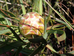 Protea tenax