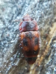 Epuraea biguttata