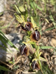 Ophrys sphegodes aesculapii
