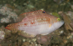 Oxycheilinus bimaculatus