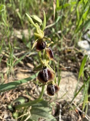 Ophrys sphegodes aesculapii