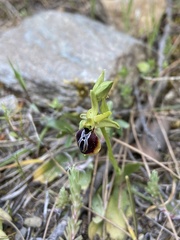 Ophrys sphegodes aesculapii