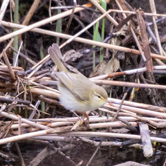Phylloscopus