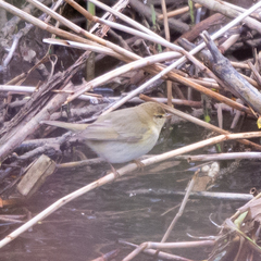 Phylloscopus