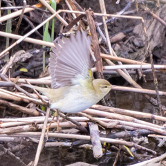 Phylloscopus