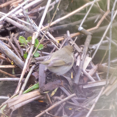 Phylloscopus