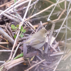 Phylloscopus
