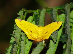 Nepheloleuca illiturata