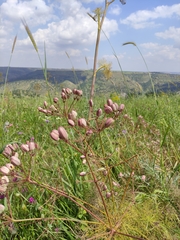 Prangos ferulacea