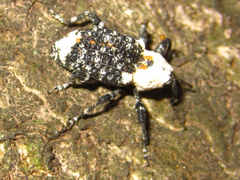 Eucryptorrhynchus brandti