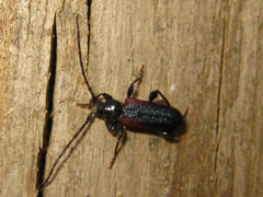 Callidiellum rufipenne