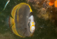 Chaetodon flavirostris
