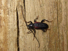 Callidiellum rufipenne