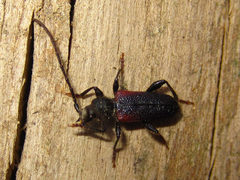 Callidiellum rufipenne