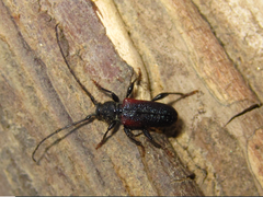 Callidiellum rufipenne