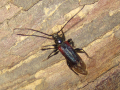 Callidiellum rufipenne