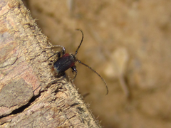 Callidiellum rufipenne