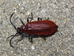 Pseudopyrochroa rufula