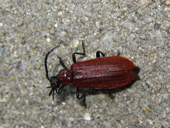 Pseudopyrochroa rufula