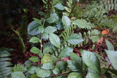 Acalypha siamensis