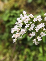 Valeriana flaccidissima