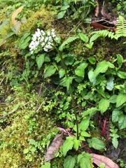Valeriana flaccidissima
