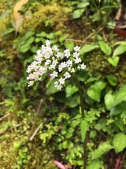 Valeriana flaccidissima