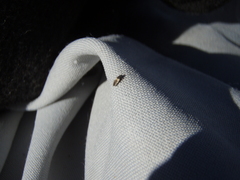 Oxycarenidae