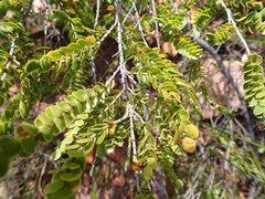 Cliffortia pulchella