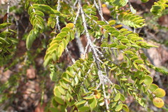 Cliffortia pulchella