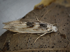 Tephrosara cimmeria