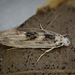 Tephrosara cimmeria - Photo (c) dr_robert,  זכויות יוצרים חלקיות (CC BY), הועלה על ידי dr_robert