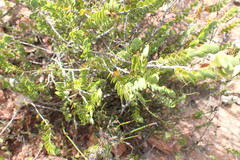 Cliffortia pulchella