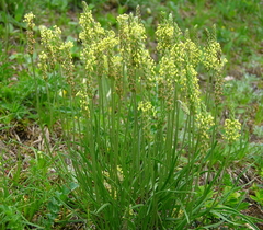 Plantago maritima serpentina